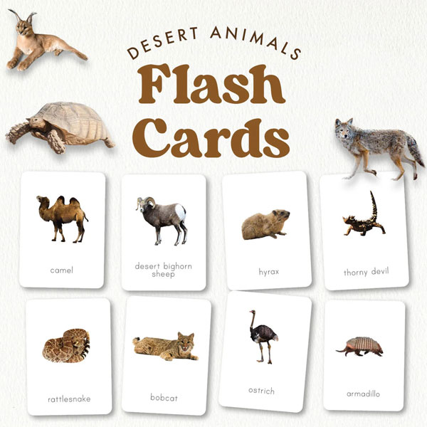 Animal Flash Cards